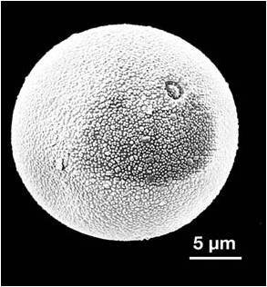 Gramíneas — microscopía electrónica de barrido