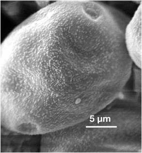 Moreras — microscopía electrónica de barrido