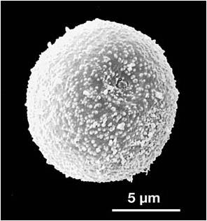 Urticáceas — microscopía electrónica de barrido